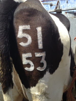 south west freeze branding